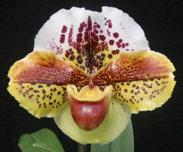 Paphiopedilum x 'Celebration' (Paphiopedilum)