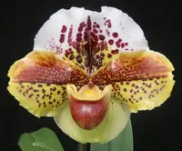 Paphiopedilum (Kerry Anne x Suzie Del) 'Celebration' x (Woodruff x Kinzua) 'Defiance'