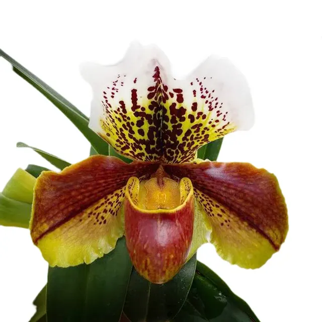 Paphiopedilum Langley Pride