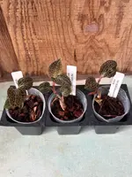 JEWEL ORCHID Anoectochilus geniculatus 3 Pack