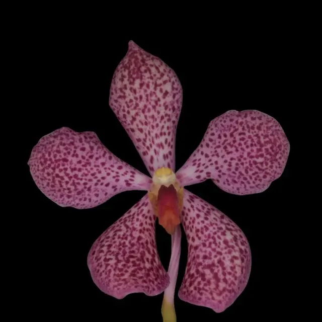 Vanda Hybrids: Mokara Aranda Chark Kuan