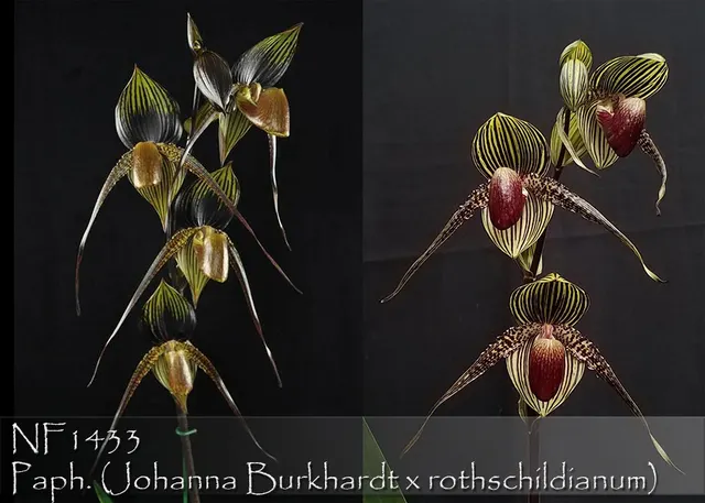 Paphiopedilum Hilo Black Eagle 'Note : 6 Years Old Mature Seedling .' (Paphiopedilum)