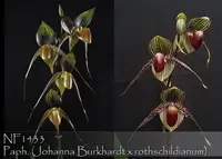 Paph. Hilo Black Eagle 'Note : 6 years old mature seedling .' (Johanna Burkhardt 'Black Diamond' FCC/AOS x rothschildianum ' New Balance' FCC/AOS )