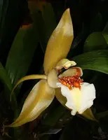 Coelogyne lawrenceana