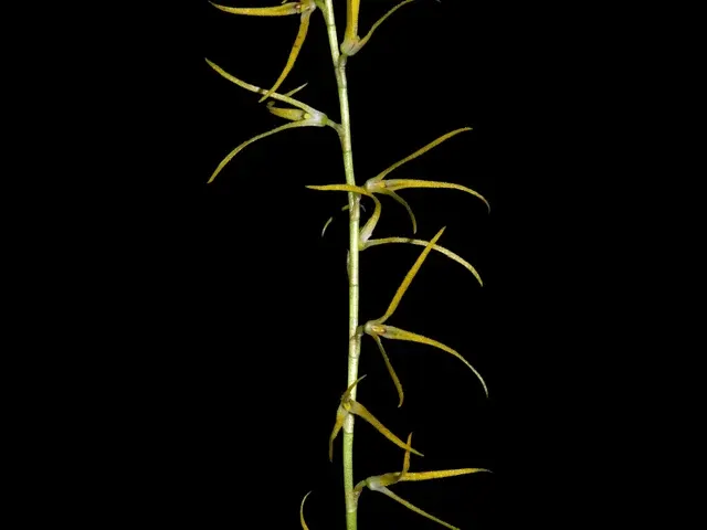 Stelis catenata (Stelis)