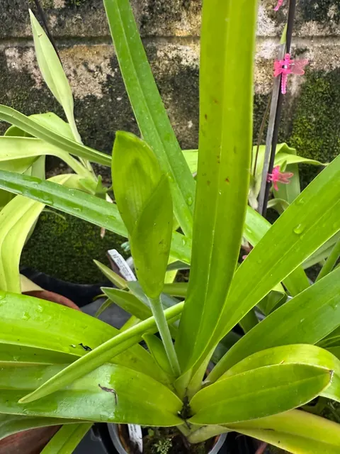 Phragmipedium Les Landes (Phragmipedium)