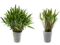Stelis guatemalensis (Big)