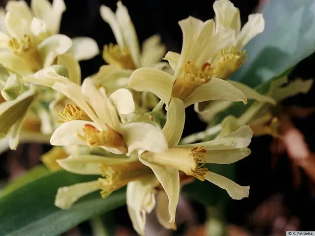 Dendrobium delacourii 'Guillaumin' (Dendrobium)