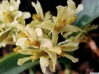 Dendrobium delacourii ‘Guillaumin’
