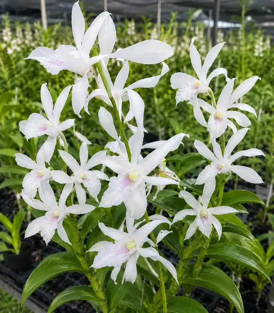 Dendrobium Rabbit White 67 (Dendrobium)