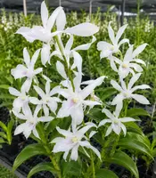 Rabbit White 67 Seedling