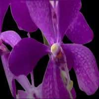 Mokara Orchid Plant Purple BB - Top Cutting Small