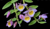 Dendrobium loddigesii