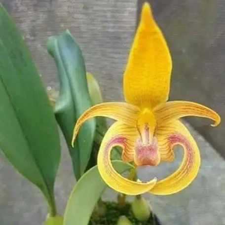 Bulbophyllum lobbii × dearei (Bulbophyllum)