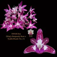Dendrobium Orchid Seedling NWO-8 Den (King's Burgundy Rose x Tyabb Plumb 'No. 2')