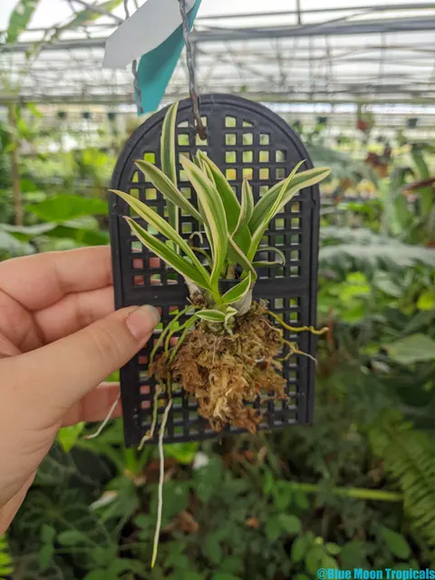 Dendrobium 'Pink Gems' (Dendrobium)