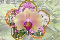Double Spikes Mystery Phalaenopsis (4.5″ pot)