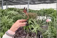 Ludisia Jewel Orchid 2 Exact Live Starter Plants – Ludisia discolor