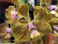 Encyclia fowliei