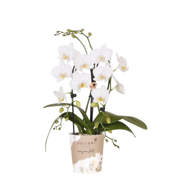 Phalaenopsis Niagara Fall