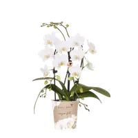 Witte Niagara Fall orchidee Ø9cm