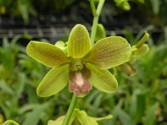 Dendrobium Burana Fancy