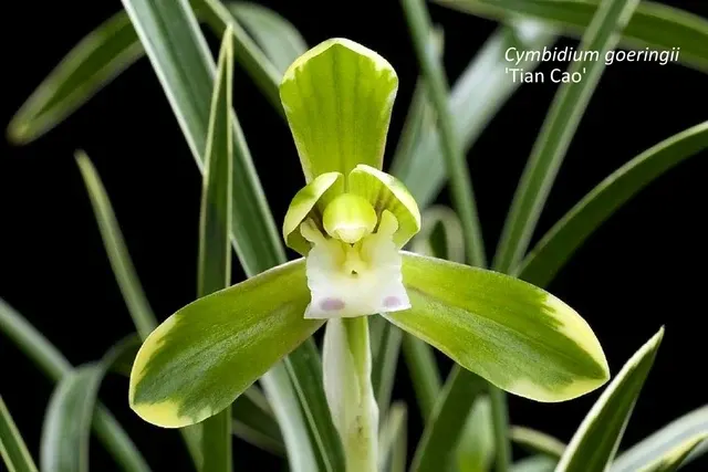 Cymbidium goeringii 'Tian Cao'