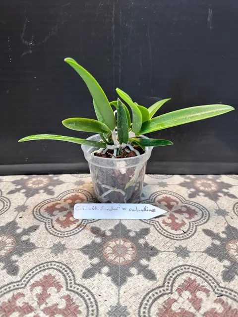 Cattleya David Sanders x aclandiae (Cattleya)