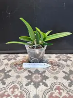 Cattleya David Sanders x Aclandiae