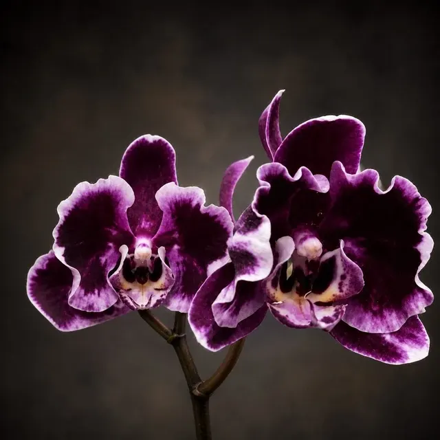 Phalaenopsis Sunhope 'Latin Dance Skirt'