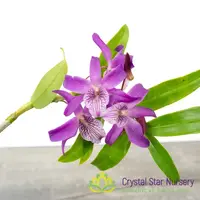 Dendrobium Rainbow Dance