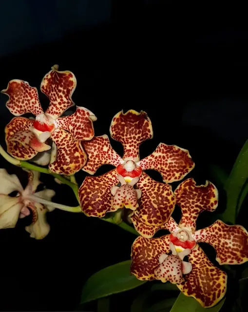Vanda lombokensis (Vanda)