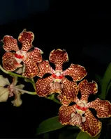 Vanda lombokensis