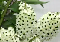Den. smillieae var. album (DS14A) ( - - smillieae )
