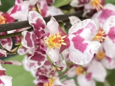 Oncidium Tariflor Lady 'TN8 HML' (Oncidium)