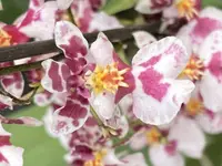 Onc. Tariflor Lady 'TN8 HML'