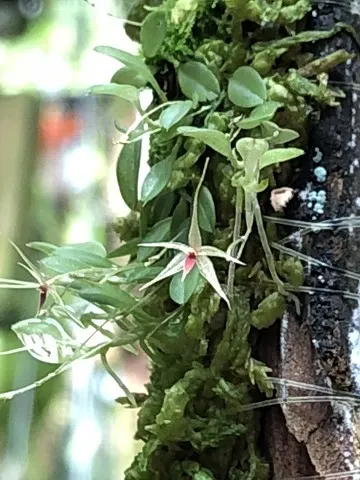 Platystele johnstonii (Platystele)