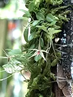 Platystele-johnstonii — Other Plants