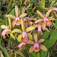 Cattleya forbesii *parfumata