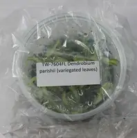 FLASK Dendrobium parishii (variegated leaves)