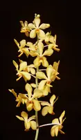 Vanda Suwannaphum Gold 'Crownfox Sunglow' FCC/AOS
