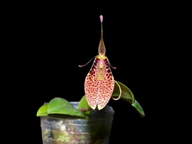 Restrepia aristulifera (Restrepia)