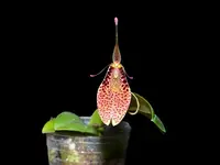 Restrepia aristulifera