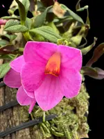 Dendrobium Mtn’s Butterfly Kisses