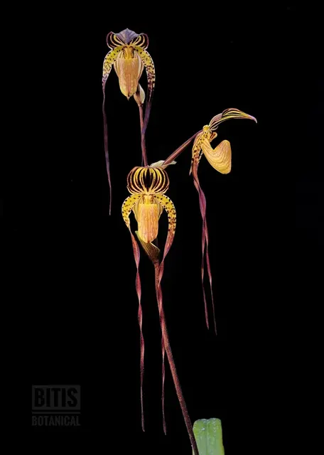 Paphiopedilum Yang-Ji Apple