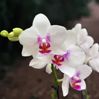 Phalaenopsis Passione ‘Prima Piano’
