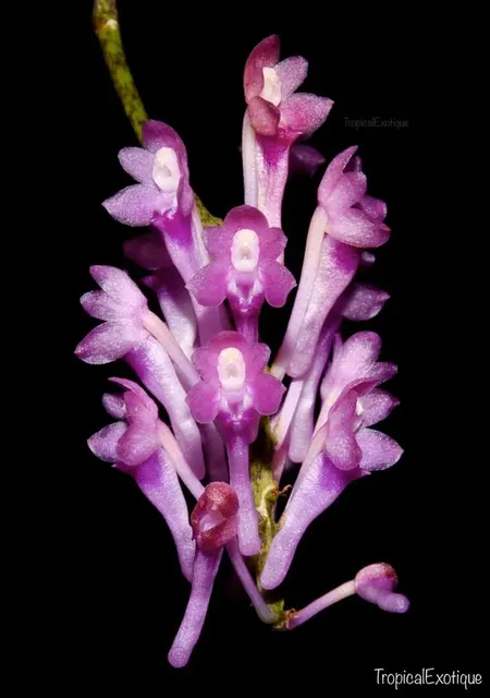 Robiquetia pachyphylla