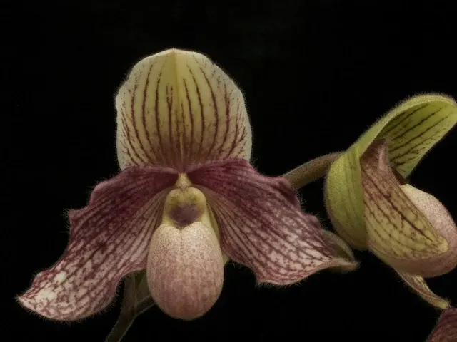 Paphiopedilum Edithiae