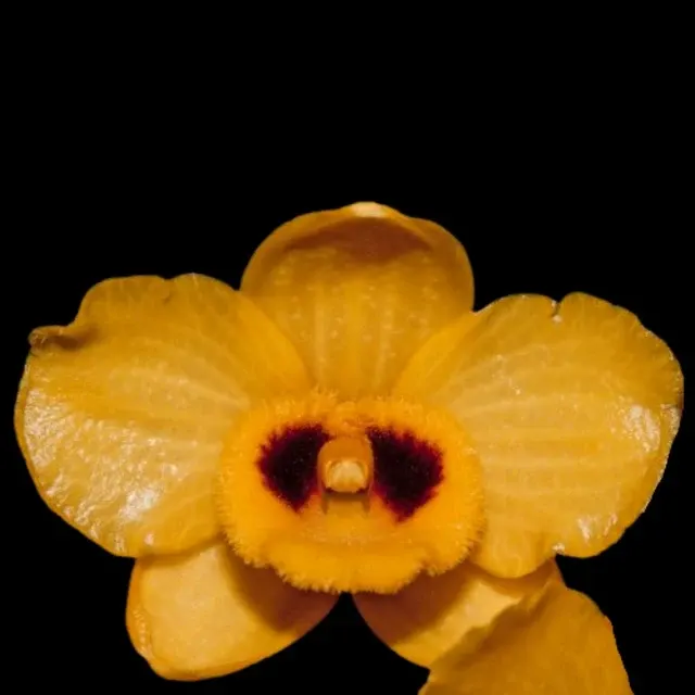 Dendrobium chrysanthum (Dendrobium)