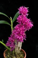 Dendrobium bracteosum